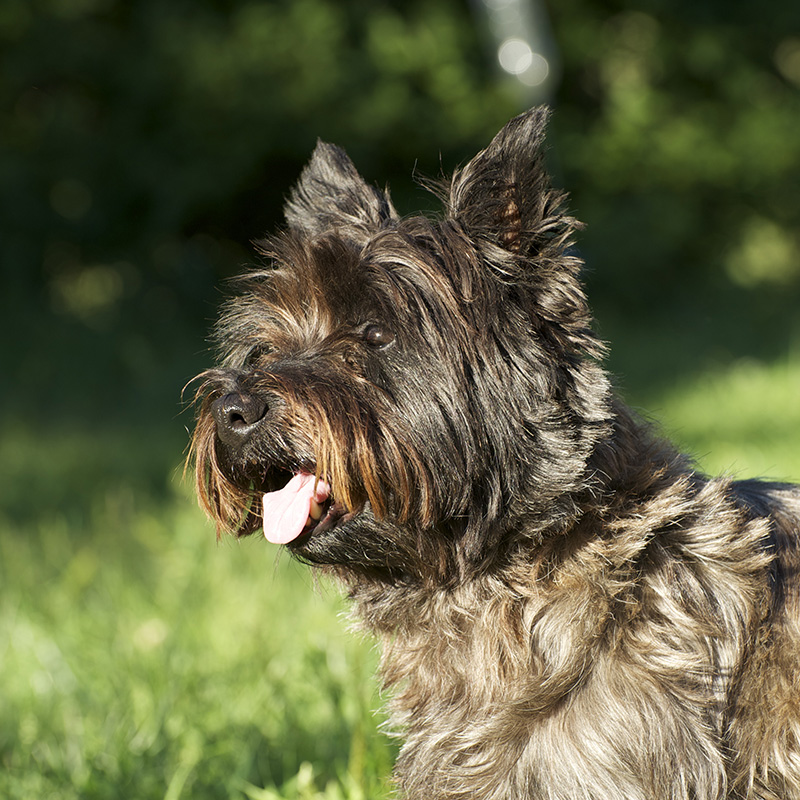 Cairn Terrier